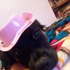 Meet your Posher, Sierra